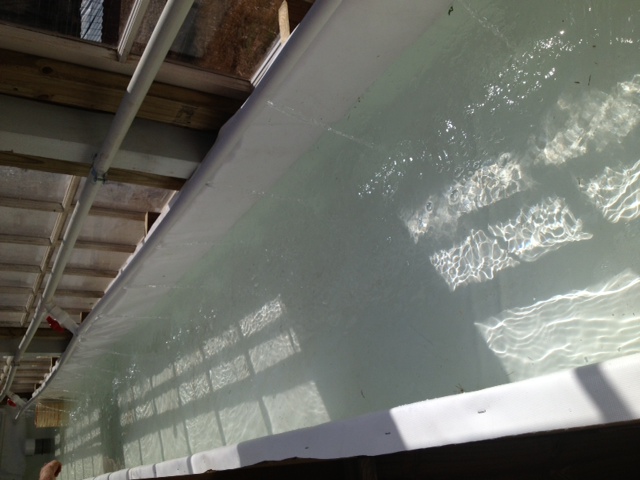 GH_growbed water test.JPG