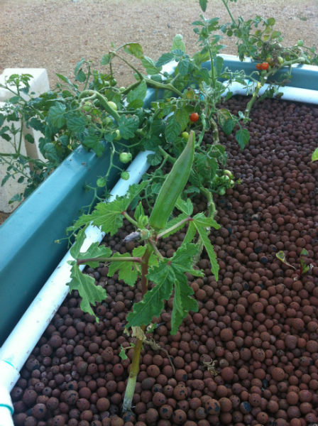 tomatos and lady finger.jpg