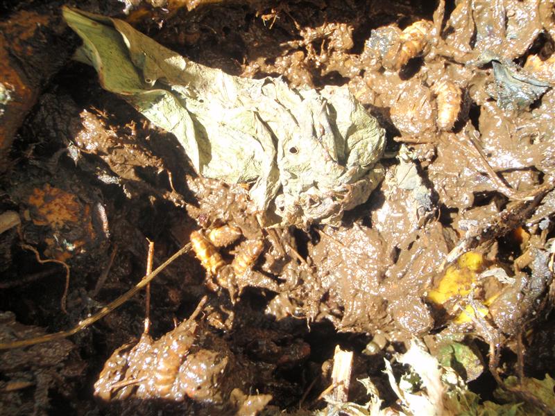 P2090008 (Custom).JPG