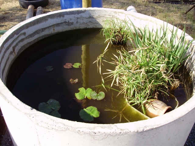 WATER PLANTS GOING IN SUMP SYSTEM.jpg