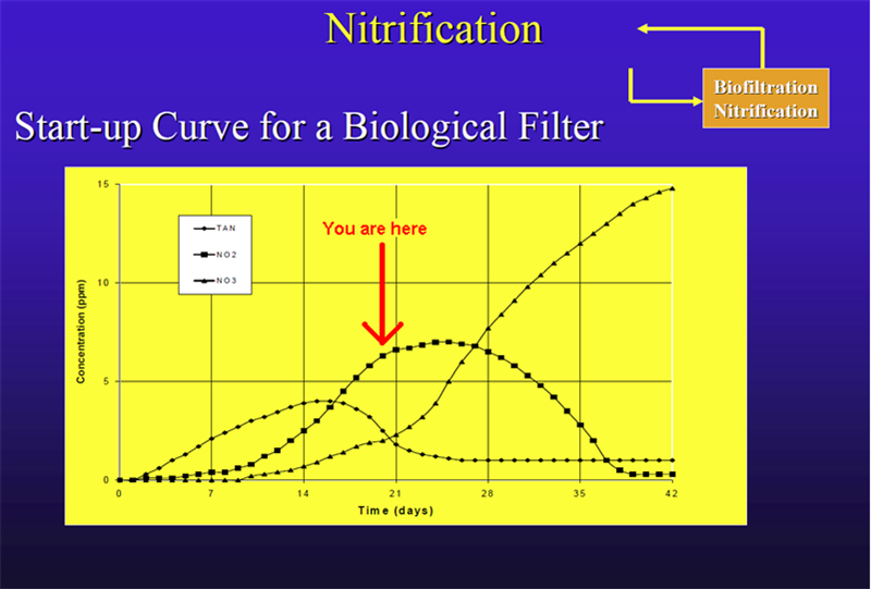 Nitrification.png