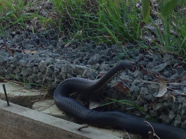 ImageUploadedByTapatalk HD1360828466.119179.jpg