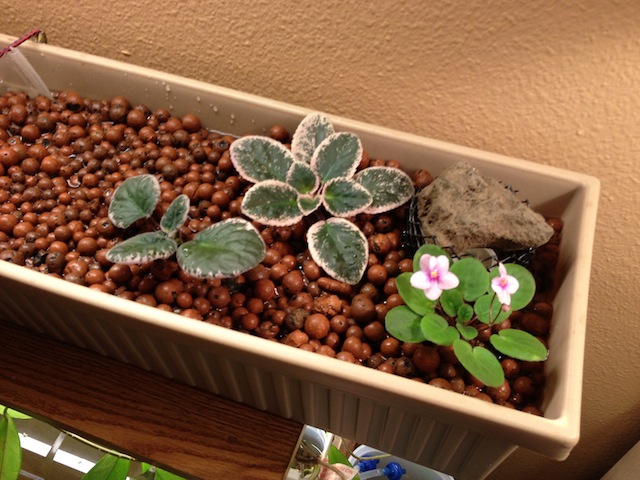 2013-02-15 11.59.29.jpg