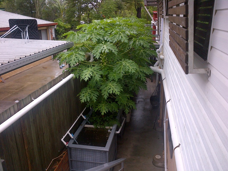 Brisbane-20130126-00061 - resized.jpg