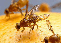 fruit-fly.gif