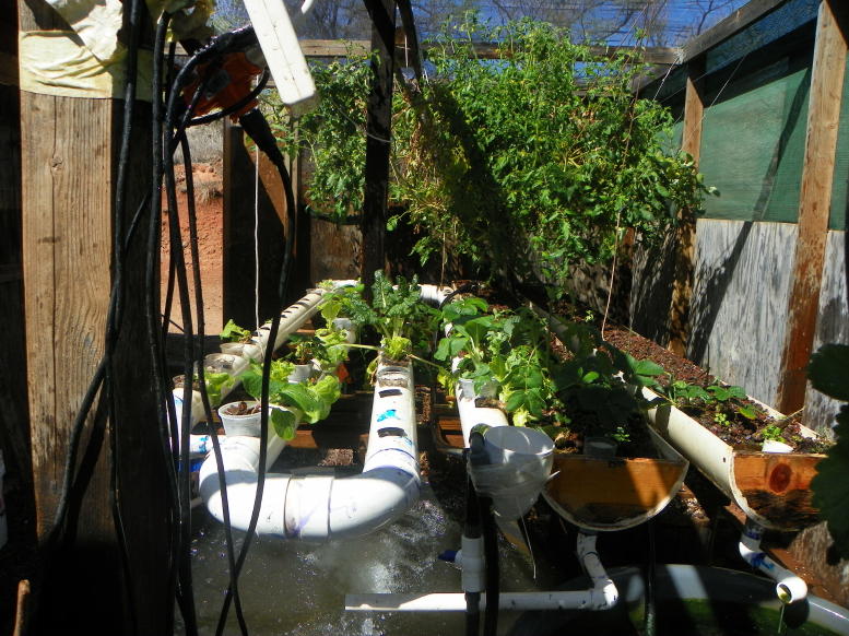 BIG tomatoe plant.jpg