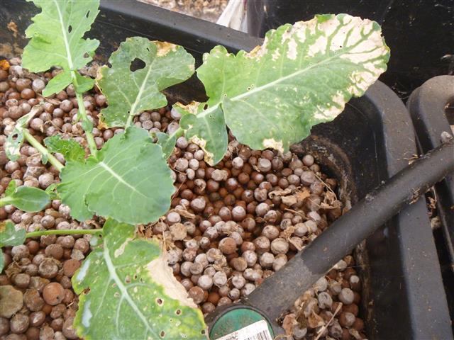 P1010183 (Small).JPG