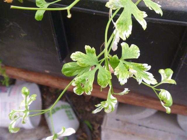 P1010181 (Small).JPG