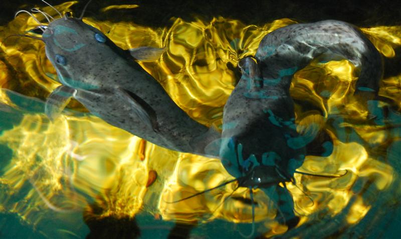 Catfish (Custom).jpg