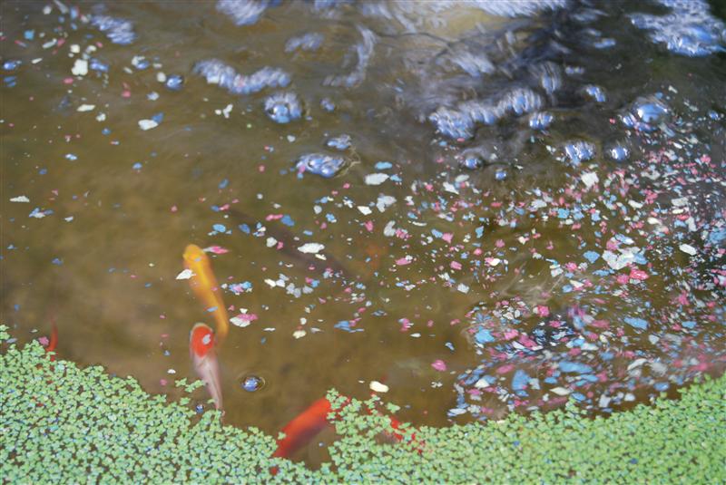 DSC_0207 (Custom).JPG