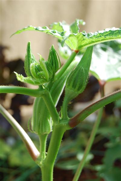 DSC_0206 (Custom).JPG