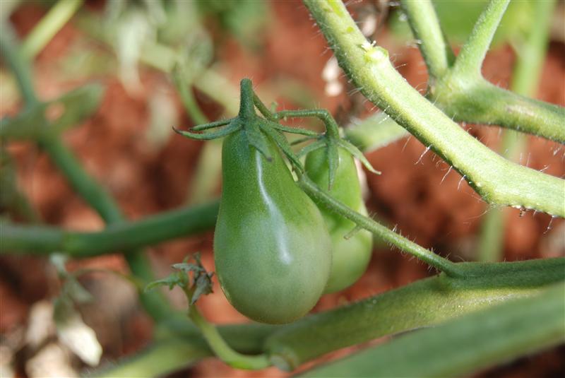 DSC_0191 (Custom).JPG