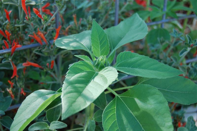 DSC_0204 (Custom).JPG