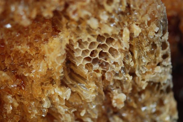 Mm honey (Small).jpg