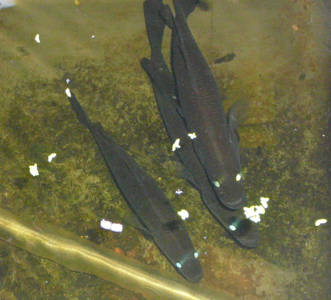 barra straight on.jpg