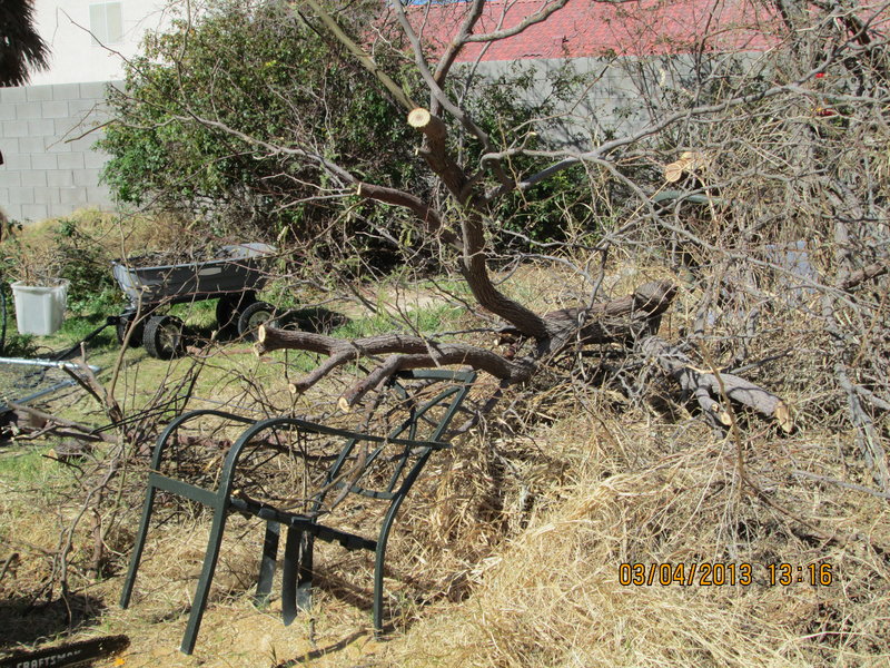 rsz_img_rose and mesquite to take down.jpg