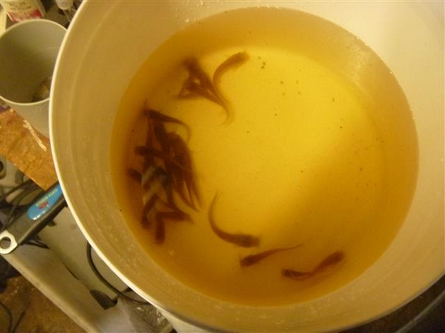 P1010195 (Small).JPG