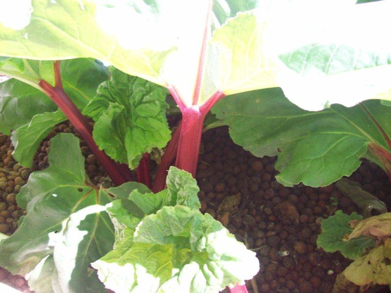 Rhubarb 7.3.13.jpg