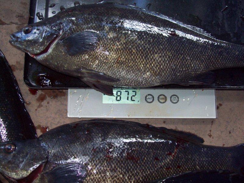 Silver Perch Next Biggest avg 750gm 3.7.13.jpg