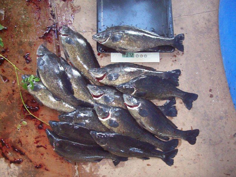 Silver PerchThe Catch +2 on 3.7.13.jpg