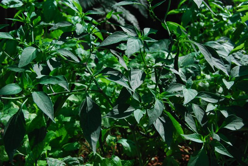 DSC_0311 (Custom).JPG