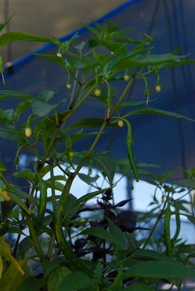 DSC_0315 (Custom).JPG