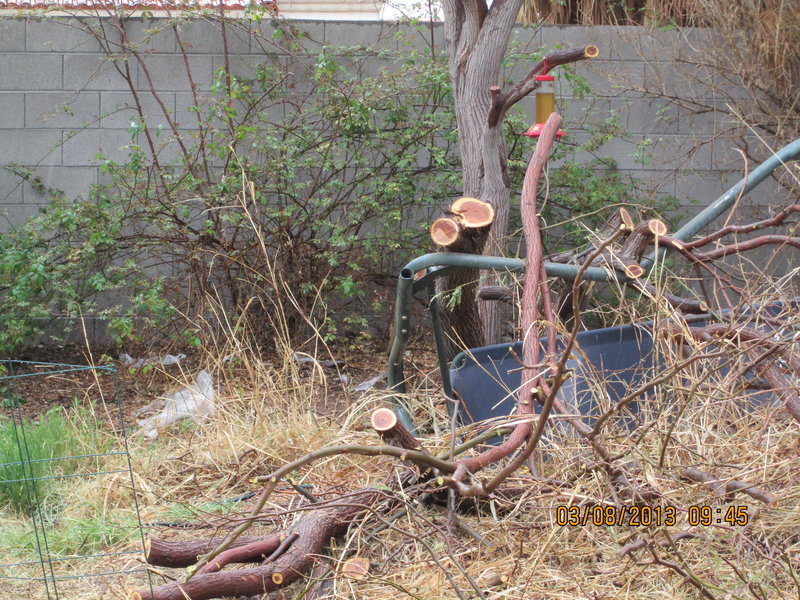 rsz_img_tree collapsed on glider.jpg