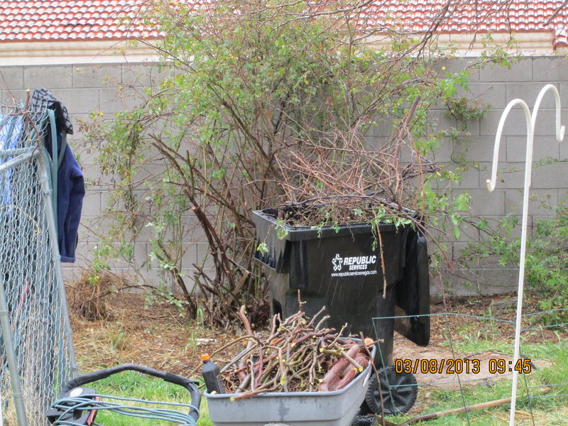 rsz_img_rose bush now reveals wall behind.jpg