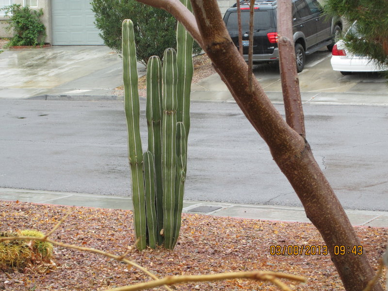 rsz_img_Neighbor house stovepipe cactus.jpg