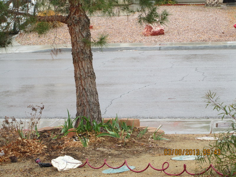 rsz_img_transplanted Iris skirt for my pine tree.jpg