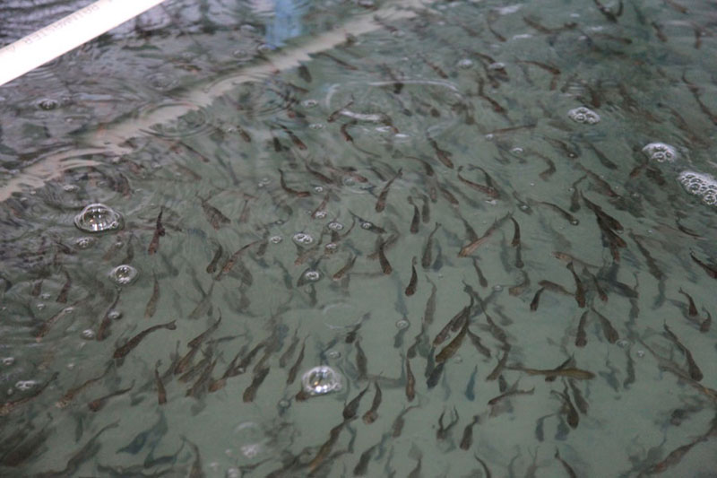 Trout Fingerlings.jpg