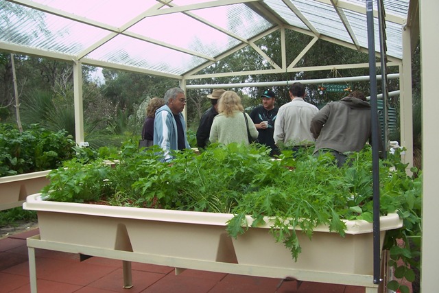 aquaponcis 29.7.07 010 small.jpg