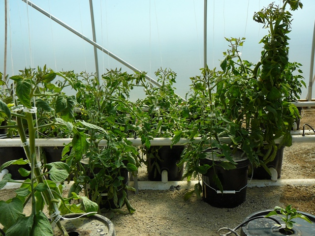 TomatoPlants.jpg