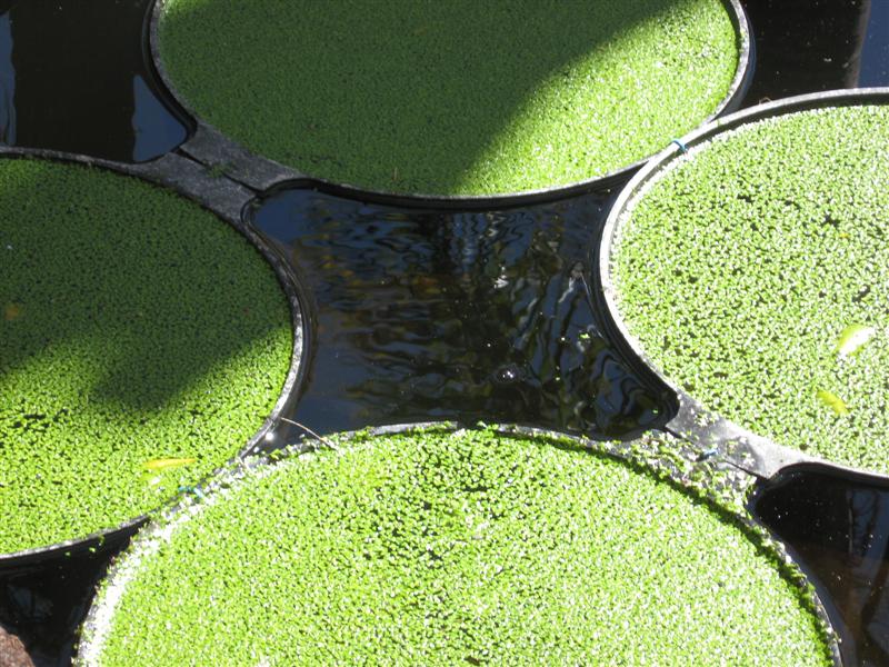 duckweed (Medium).jpg