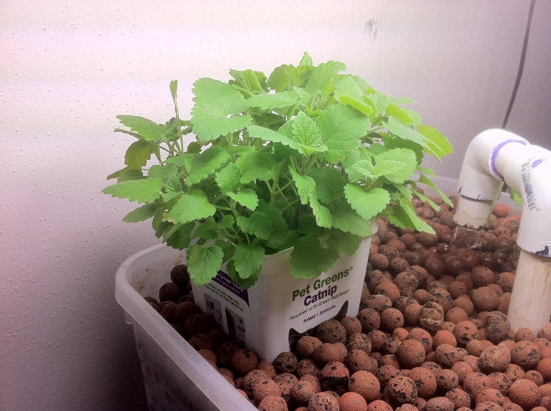 IMG_0077 (800x598).jpg