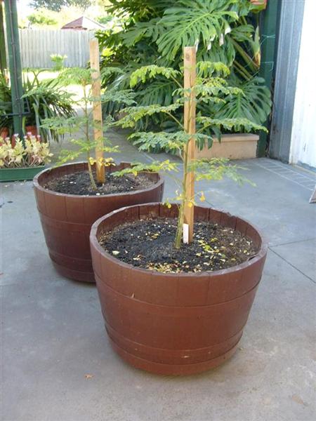 Mulunggy02_23-03-2011 (Medium).JPG