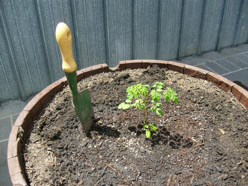 Mulunggy01_16-12-2010 Jose (Medium).JPG