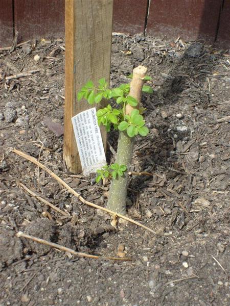 Mulunggy04_08_12_2011 Jose (Medium).JPG