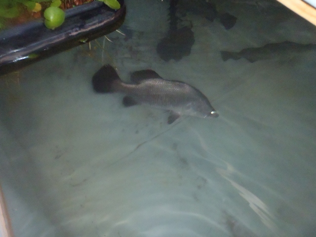 P1271406 (640x480).jpg