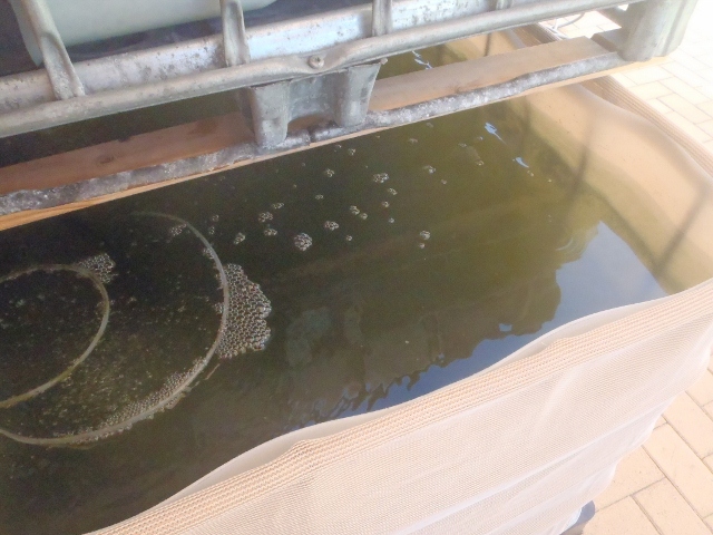 P3171612 (640x480).jpg