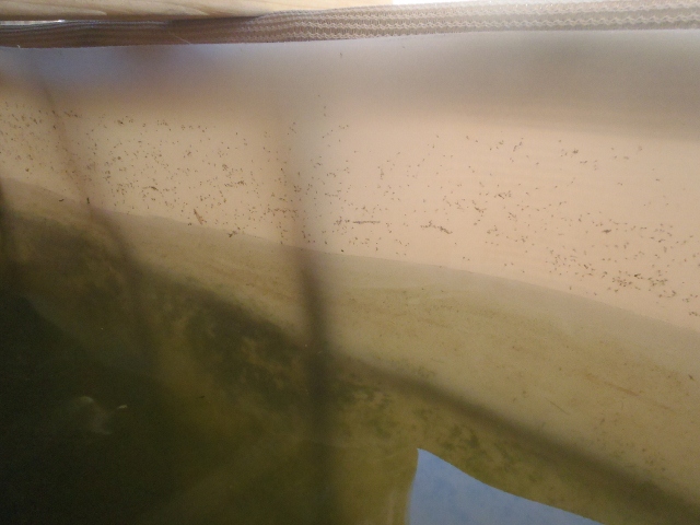 P3171613 (640x480).jpg