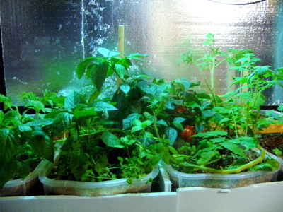 Plants Jul 29.jpg