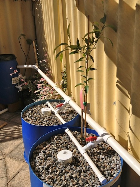 Grow bed 1st plant.jpg