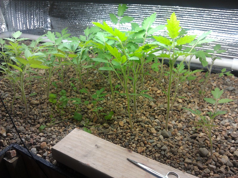 Tomato and cilantro.jpg