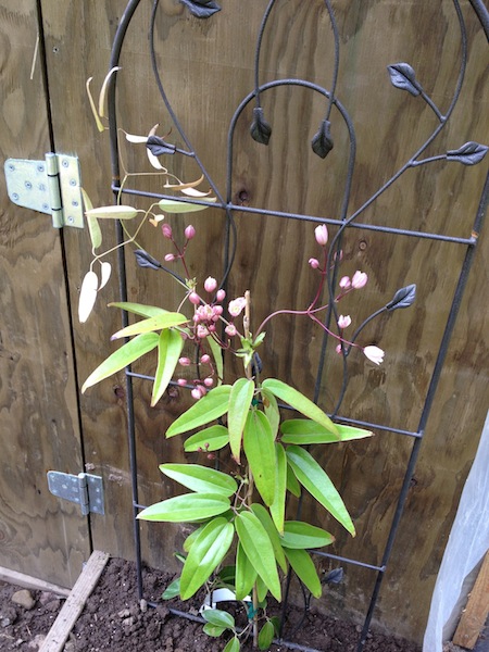 2013-03-13 16.24.15.jpg