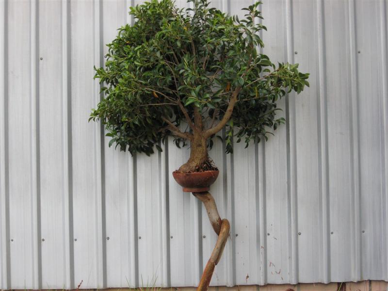 Bonsai (Medium).jpg