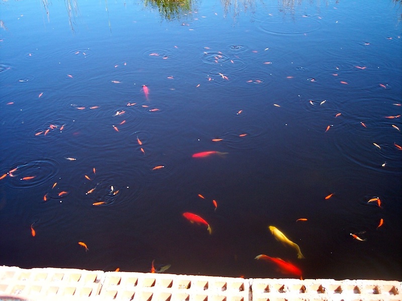 Goldfish in Yabby Pond.jpg