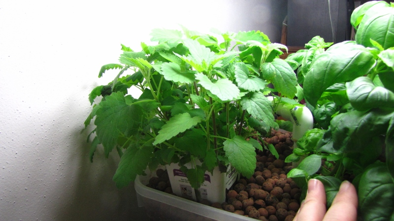 IMG_5314 (800x450).jpg