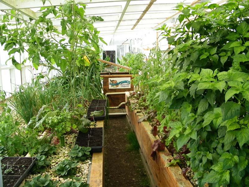 greenhouse looking west small - 3-20-2013.jpg