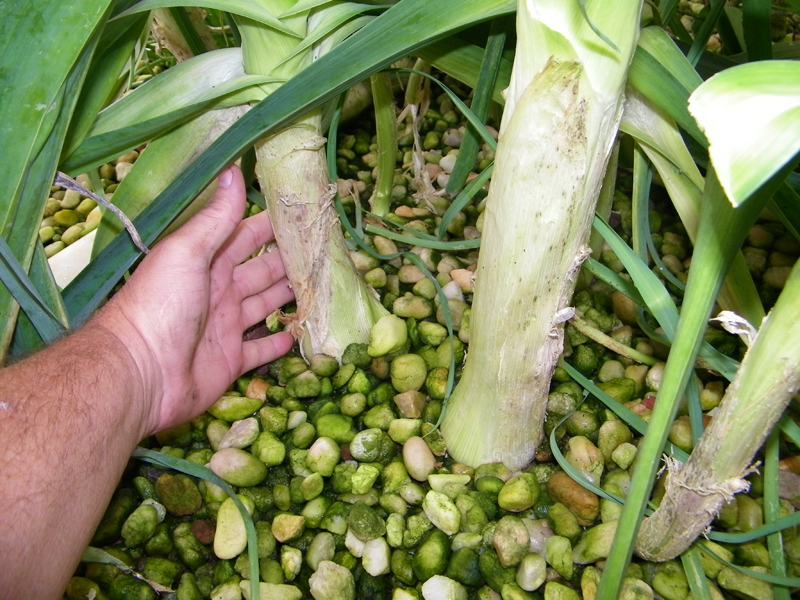 greenhouse 2-28-2013 - 7.jpg